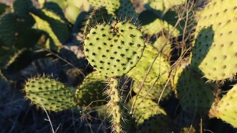 Heart shaped cactus in the wind Stockbeeldmateriaal 81455855