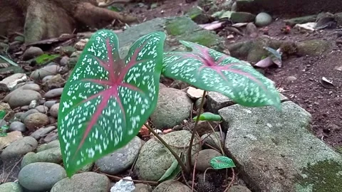 Heart-shaped caladium plant Stock Footage 262477448