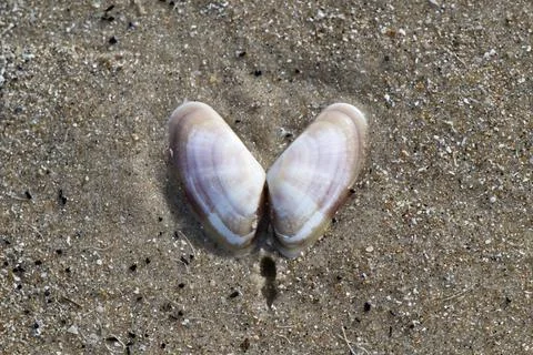 Heart-Shaped Clam Shells on Sandy Beach Foto stock