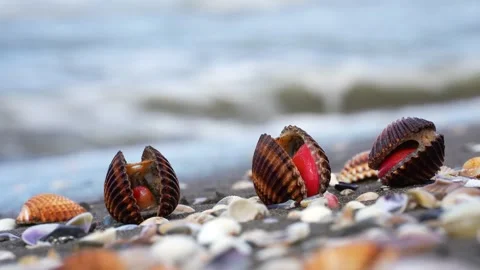 Heart Shaped Cockle Shell With Visible Red Foot Moving Through Shallow Coastal 스톡 동영상 331147265