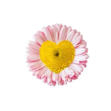 Heart shaped daisy Stock Photos