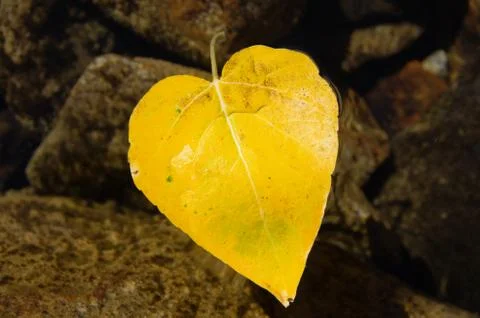 Heart shaped fall leaf Stock Photos