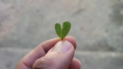 Heart Shaped Green Leaf Held Between Fingers – Nature Love Concept Vidéo 329205358