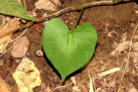Heart shaped green leaf pattern background background vine Stock Photos