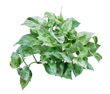 Heart shaped green leave of devils ivy or golden pothos (Epipremnum aureum) Stock Photos