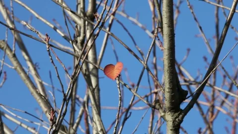 Heart-shaped last leaf Stock Footage 276695472