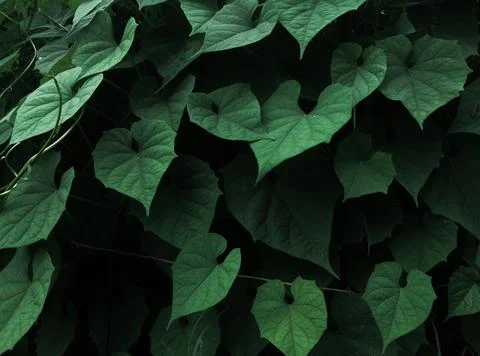 Heart shaped leaf background Stock Photos