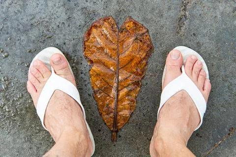 Heart-shaped leaf between feet wearing flip-flops Stock Photos