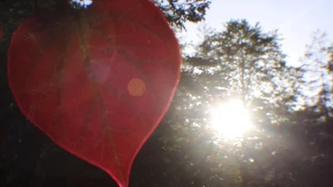 Heart shaped leaf bouncing in wind in sunlight Stock Footage 91157676
