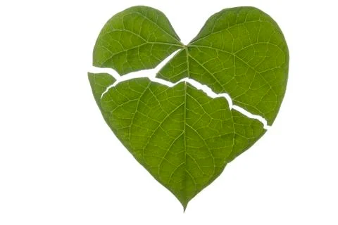 Heart shaped leaf broken Stock Photos
