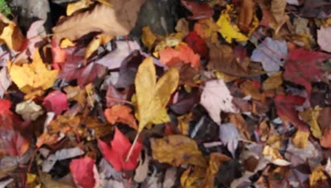 Heart shaped leaf Stock Footage 8852991