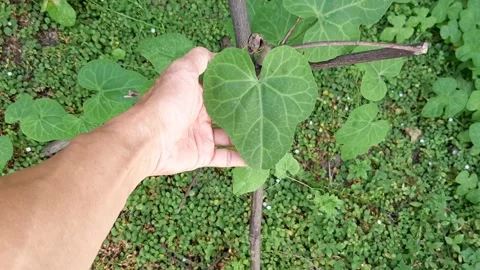 Heart-shaped Leaf in Hand Video stock 246619525