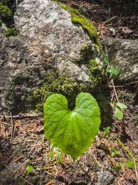 Heart-Shaped Leaf in Nature Stock Photos