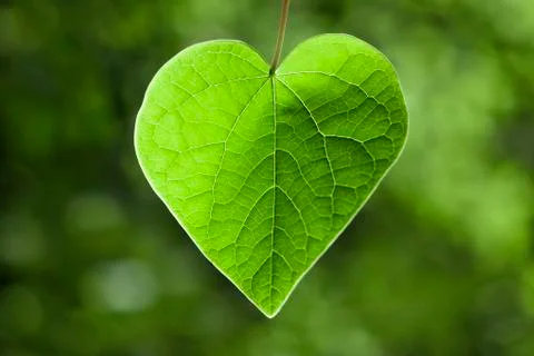 Heart shaped leaf Stock Photos