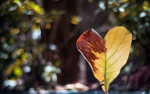 Heart shaped leaf Stock Photos