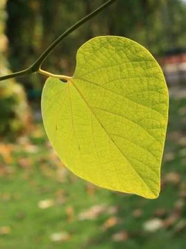 Heart-shaped leaf Stock Photos