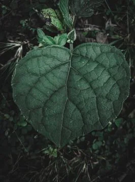 Heart Shaped leaf Stock Photos