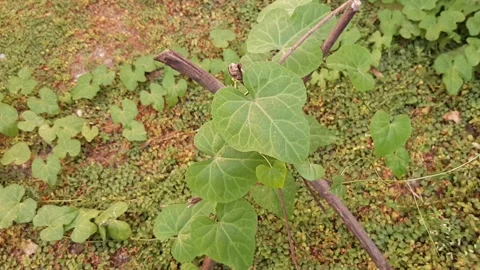 Heart-shaped Leaf Plant Stock Footage 246478242