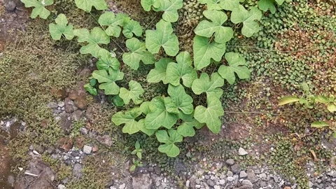 Heart-shaped Leaf Plant View Video stock 246478254