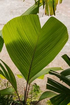 A Heart-Shaped Leaf In The Rainforest Stock Photos