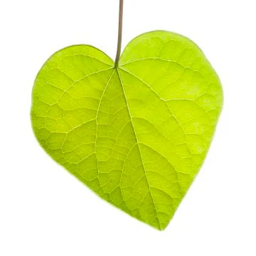 Heart shaped leaf on white background Stock Photos