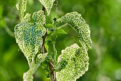 Heart-shaped leaves Stock Photos