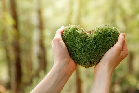 Heart-Shaped Moss in Forest Stock Photos
