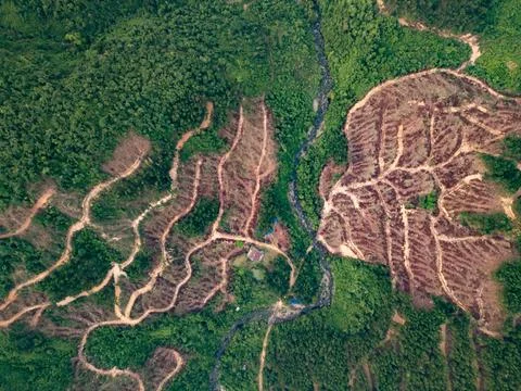 Heart-Shaped Natural Forest Pattern Hillside Tropical Vegetation Stock Photos