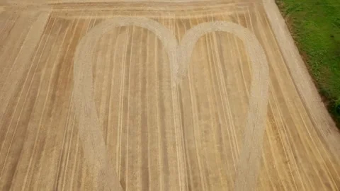 Heart Shaped Pattern On Golden Wheat Fields. - aerial shot Stock Footage 282258856