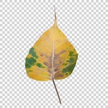 Heart shaped peepal tree leaf transitioning green to yellow isolated Stock Photos