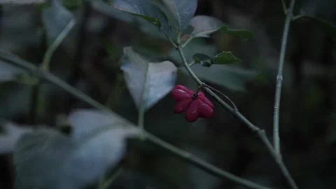 Heart shaped plant Stock-Footage 139690480