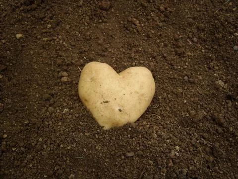 Heart shaped potato Stock Photos