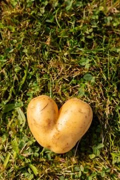 A heart-shaped potato rests on a patch of green grass under sunlight. This .. Fotos de archivo