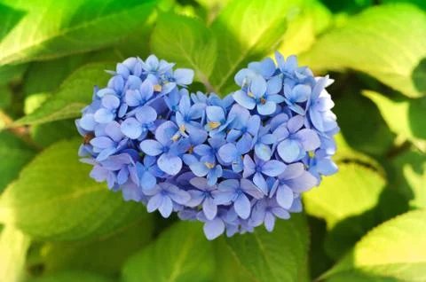 Heart shaped purple blue Hydrangea detail Stock Photos