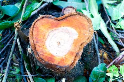 Heart shaped root in forest. Close up macro. 写真素材