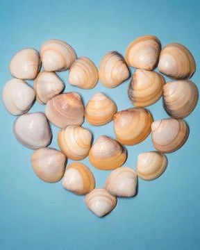 Heart-Shaped Seashell Flat Lay On Blue Background, Summer Coastal Love Stock Photos