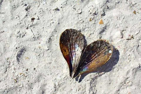 Heart shaped seashell laying on the beach Stock Photos