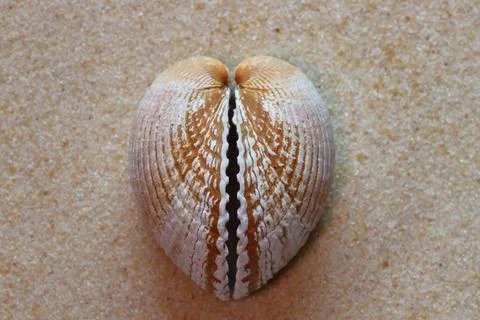 Heart shaped shell on the sand Stock Photos