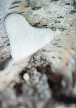 Heart-shaped stone on bark Stock Photos
