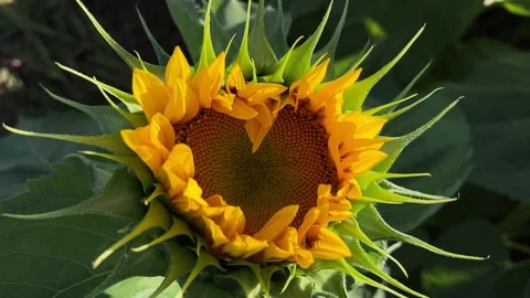 Heart-shaped sunflower Stock Footage 230019620
