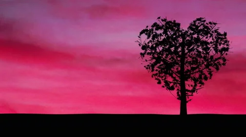 Heart Shaped Tree and Pink Sky Stock Footage 64830994