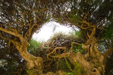 Heart shaped tree branches. Translucent blue sky through the heart shape. Sym Stock Photos