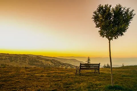 Heart Shaped Tree Stock Photos