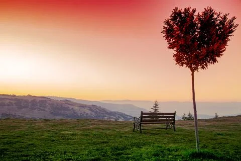 Heart-shaped tree Stock Photos