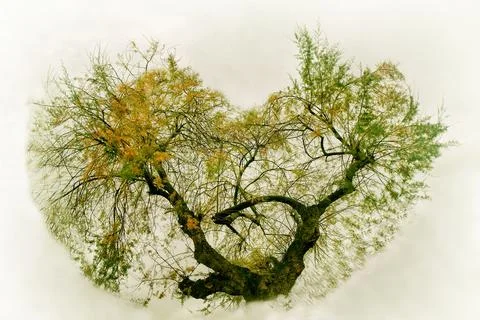 Heart shaped tree Stock Photos