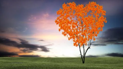 Heart shaped tree at sunset with nice sky sunset Stock Photos
