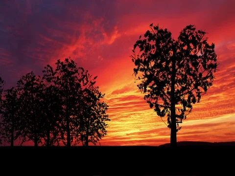 Heart shaped tree sways gently in the breeze at sunset Stock Footage 71133529