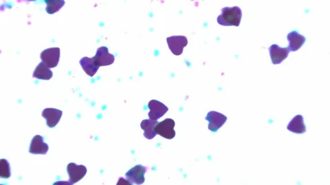 Heart shapes floating acros the frame with a white background Stock Footage 133505616