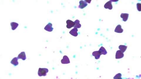 Heart shapes floating acros the frame with a white background Stock Footage 133506618