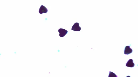 Heart shapes floating acros the frame with a white background Stock Footage 133506718